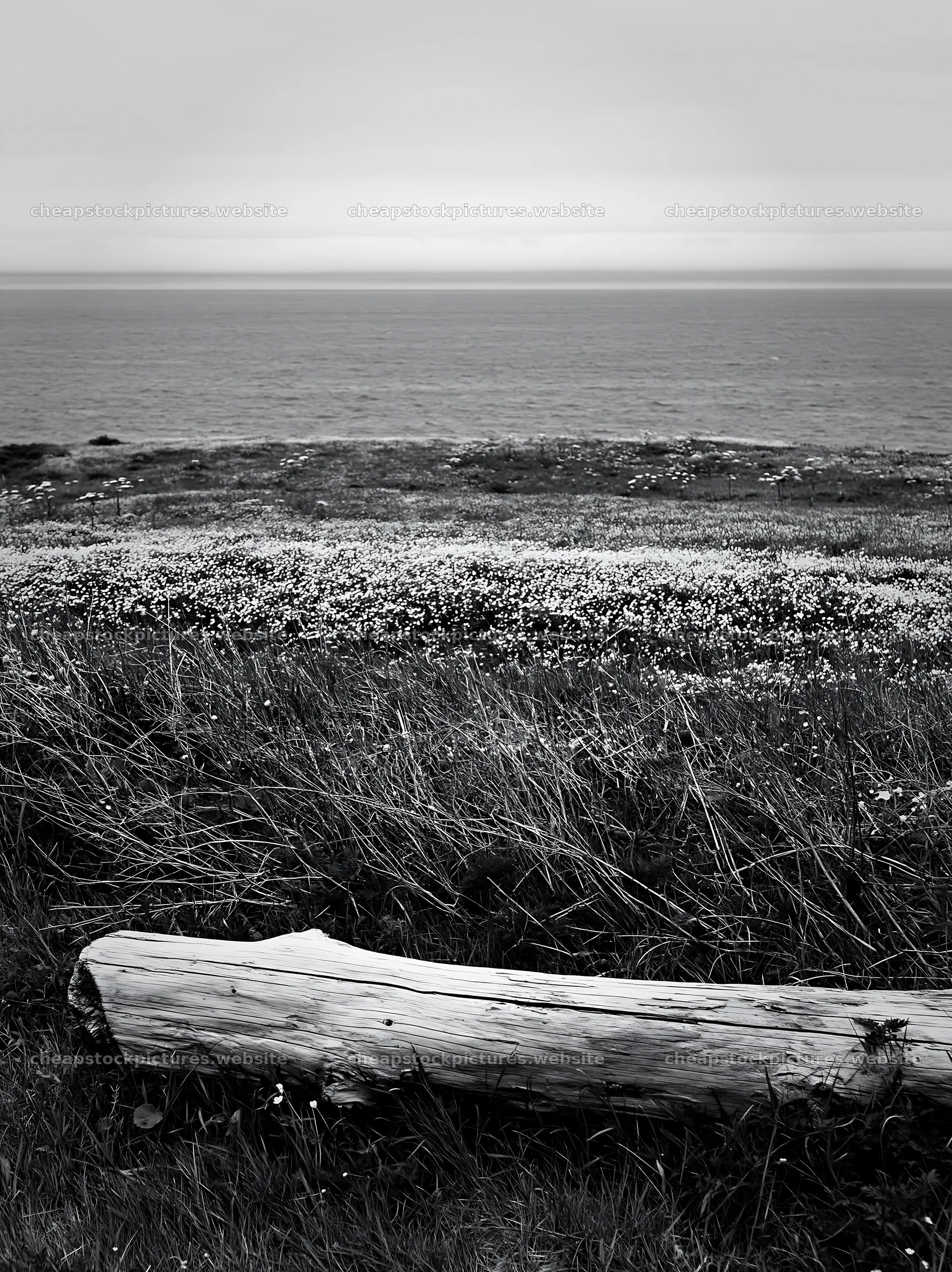 Chiba coastal climate meadow with driftwood on the shore – stock pictures 6866x9174