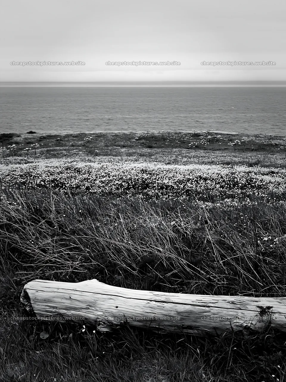 Chiba coastal climate meadow with driftwood on the shore – stock pictures 6866x9174