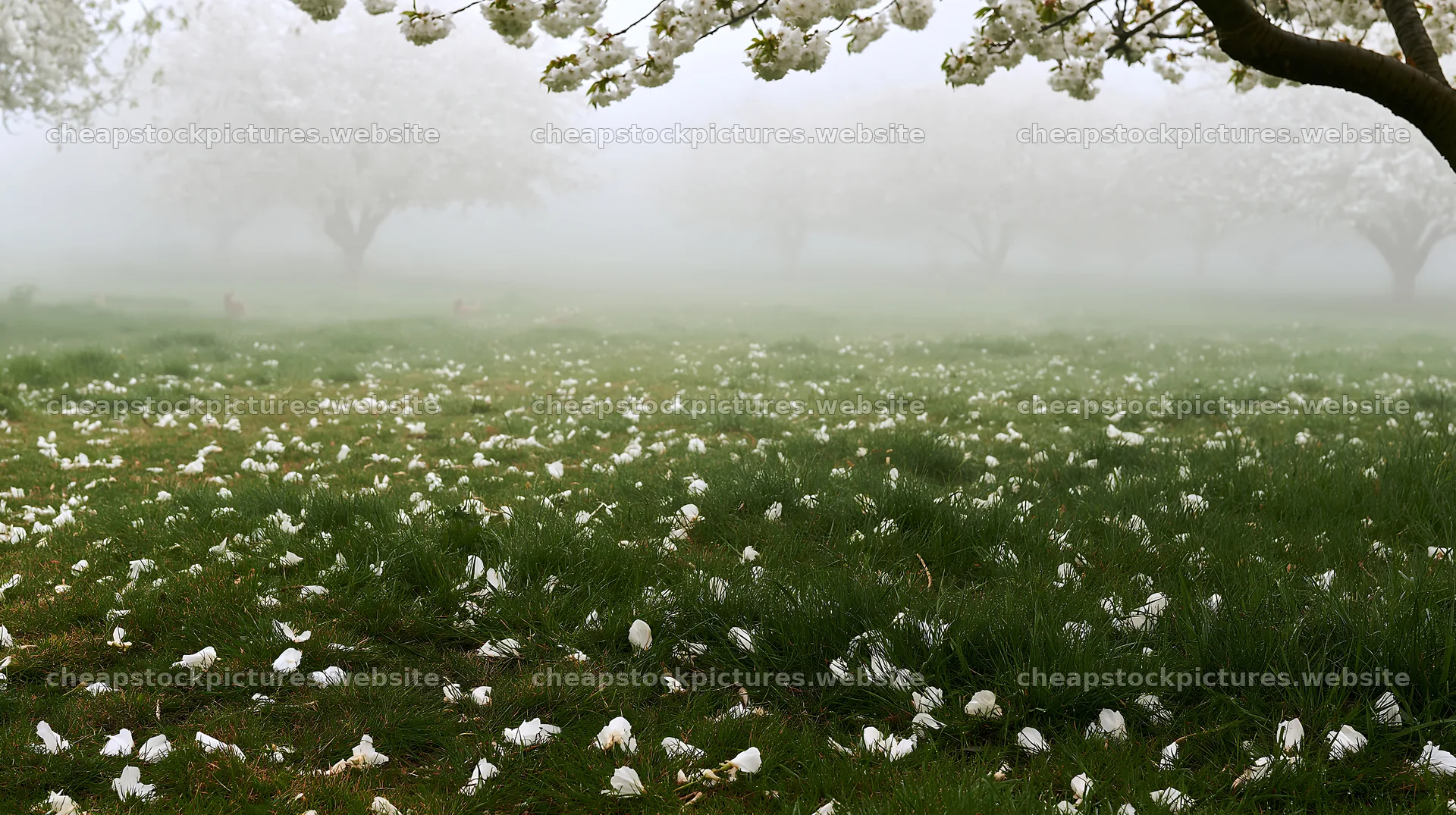Foggy orchard meadow with fallen blossoms in the grass – stock pictures 10608x5938