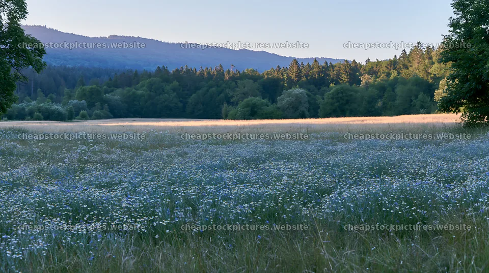 Chamomile meadow at dusk with mountains and trees in the background – stock pictures 10608x5938
