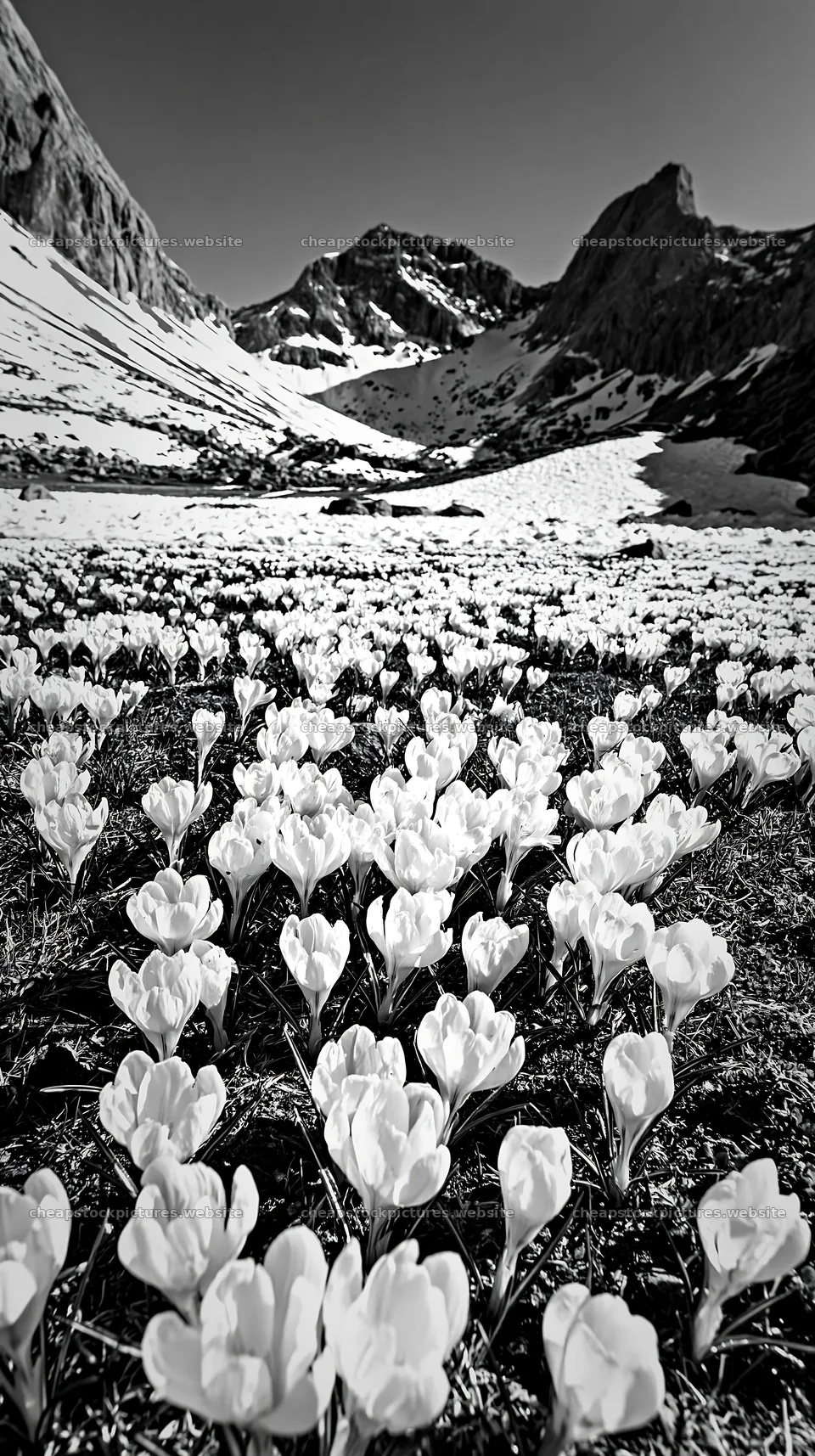 Meadow whiteout with white flowers in the mountains – stock pictures 5938x10608