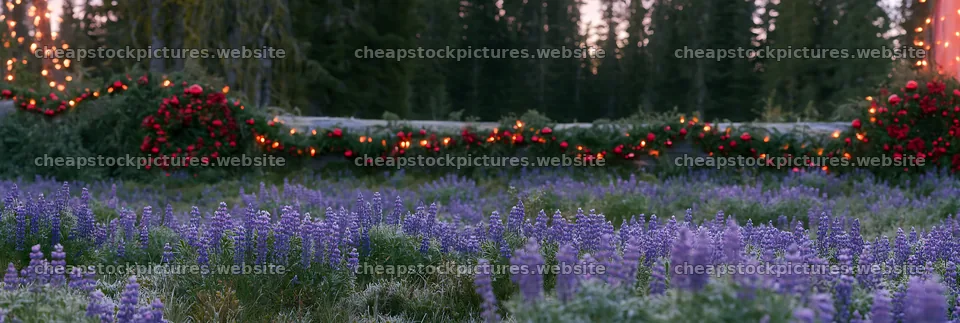 Expansive Christmas meadow with violet lupines and festive wreaths – stock pictures 13690x4602