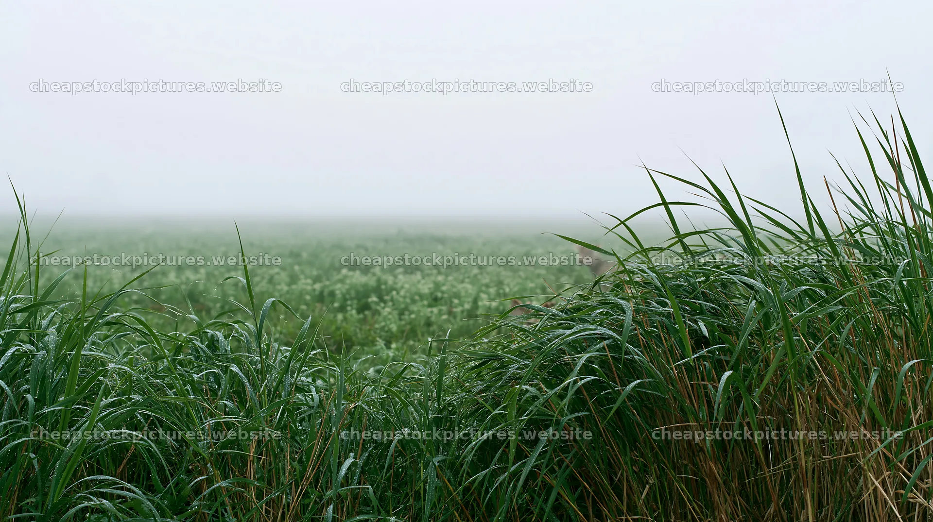 Saga floodplain meadow with reeds in misty landscape – stock pictures 10608x5938