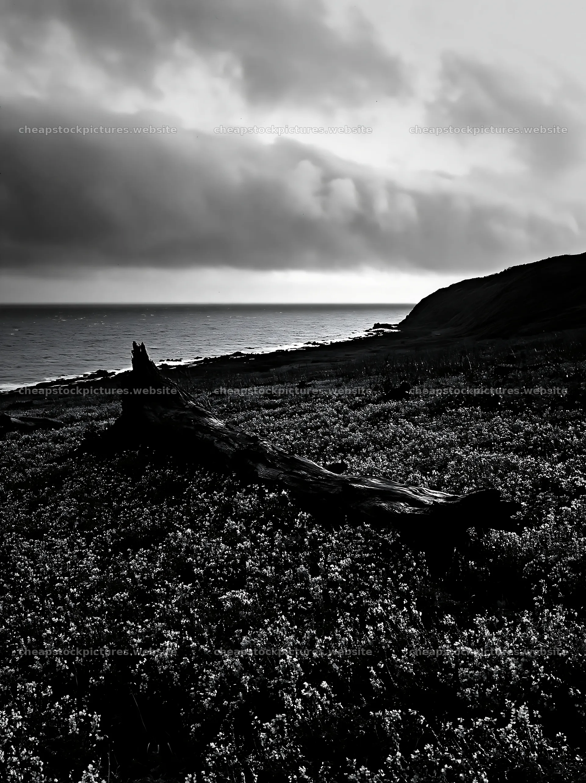 Coastal meadow driftwood after storm in Ishikawa – stock pictures 6866x9174