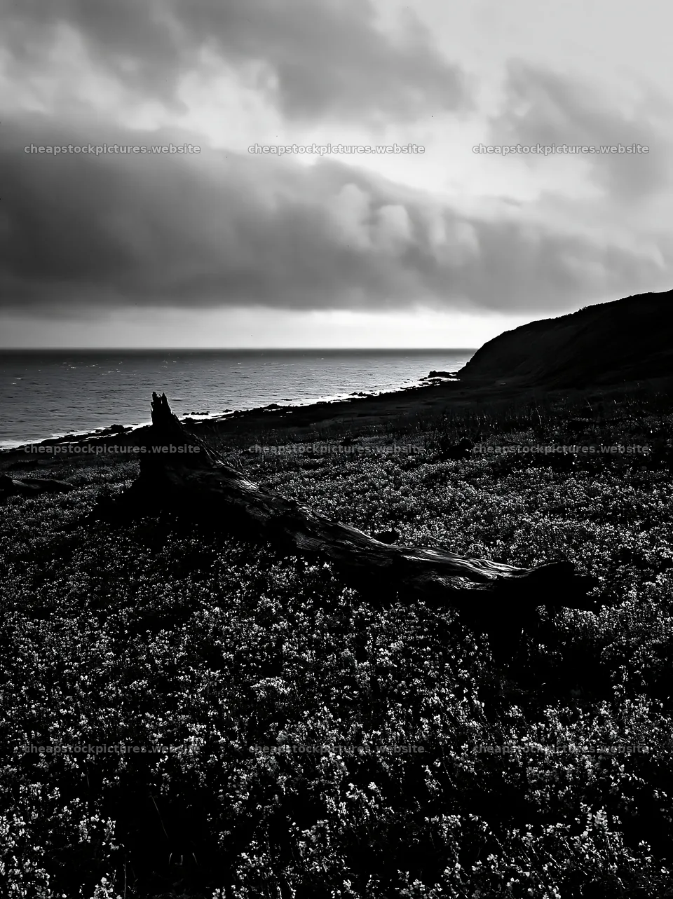 Coastal meadow driftwood after storm in Ishikawa – stock pictures 6866x9174