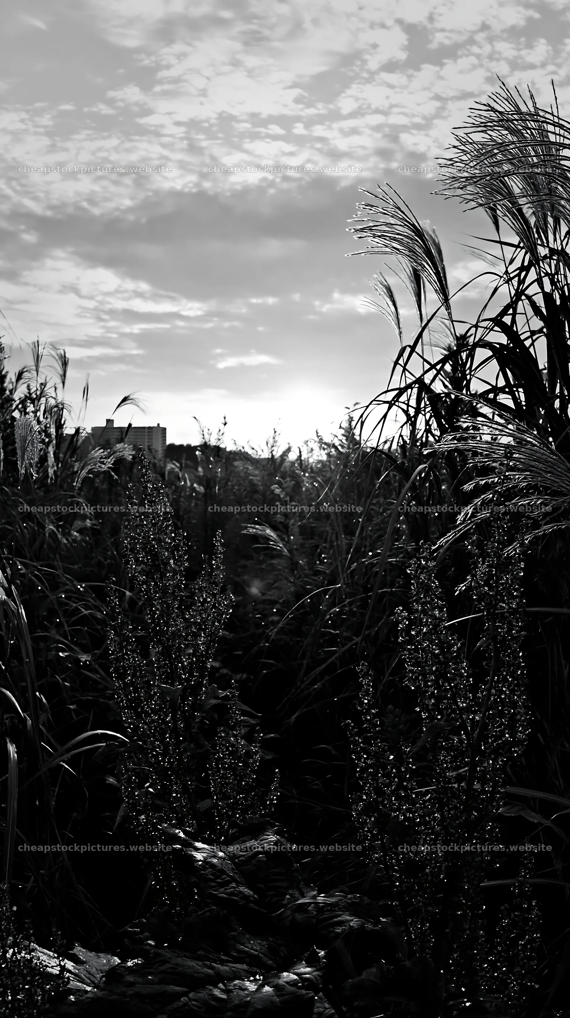 Tokyo urban biodiversity meadow with seedheads at sunset – stock pictures 5938x10608