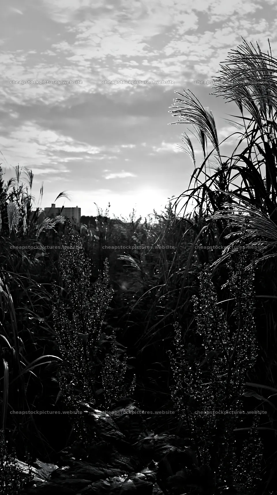 Tokyo urban biodiversity meadow with seedheads at sunset – stock pictures 5938x10608