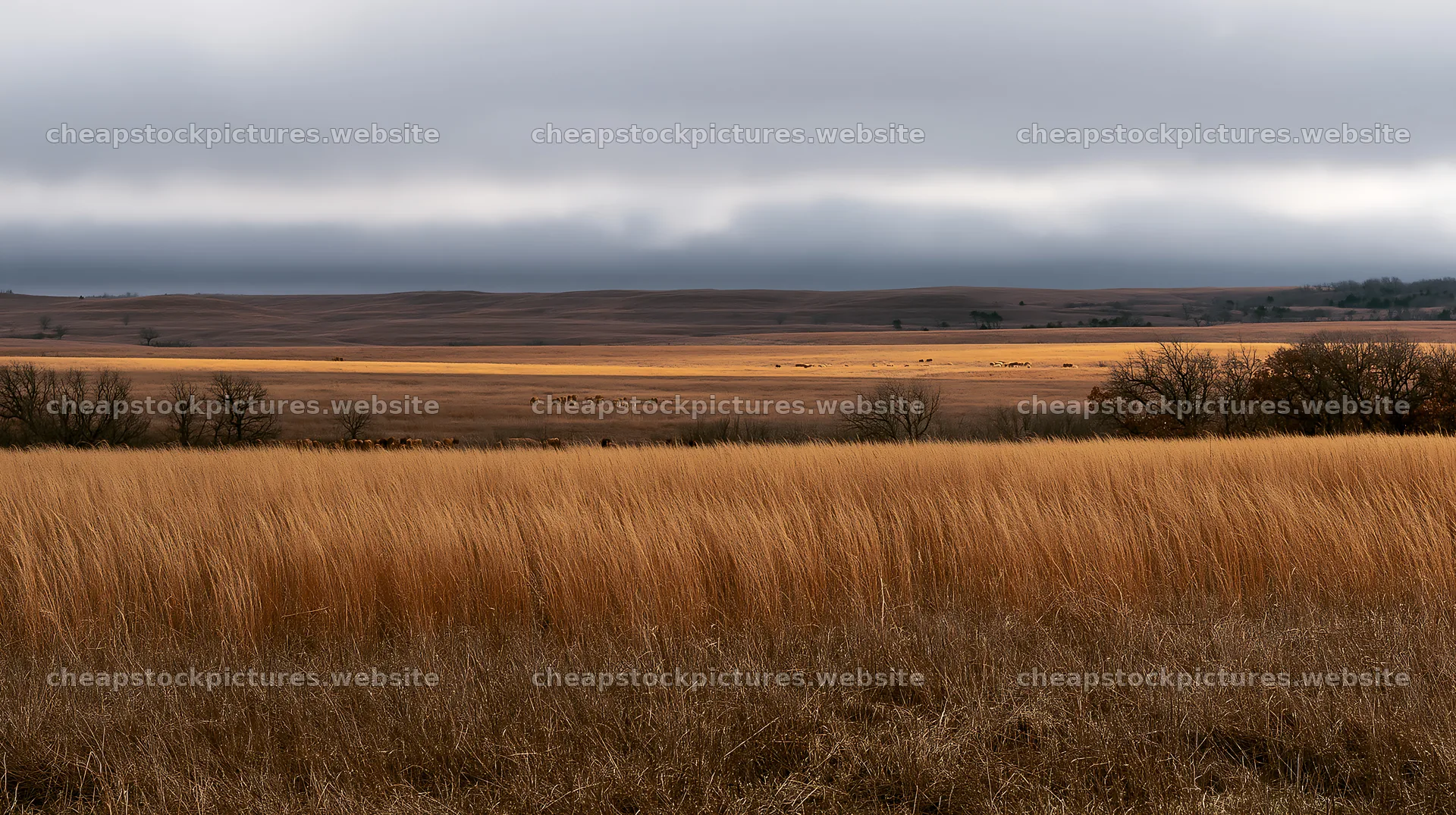 Golden seedhead meadow with distant hills under grey clouds – stock pictures 10608x5938