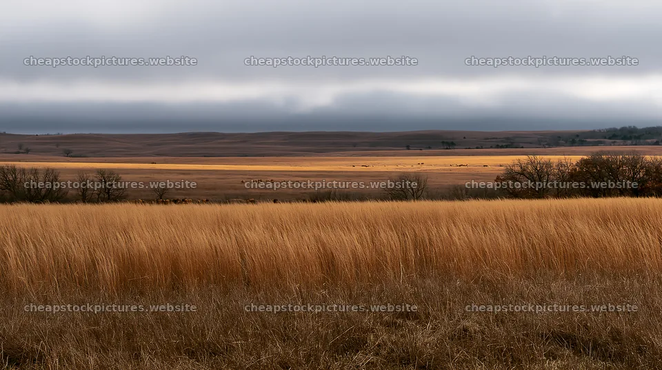 Golden seedhead meadow with distant hills under grey clouds – stock pictures 10608x5938