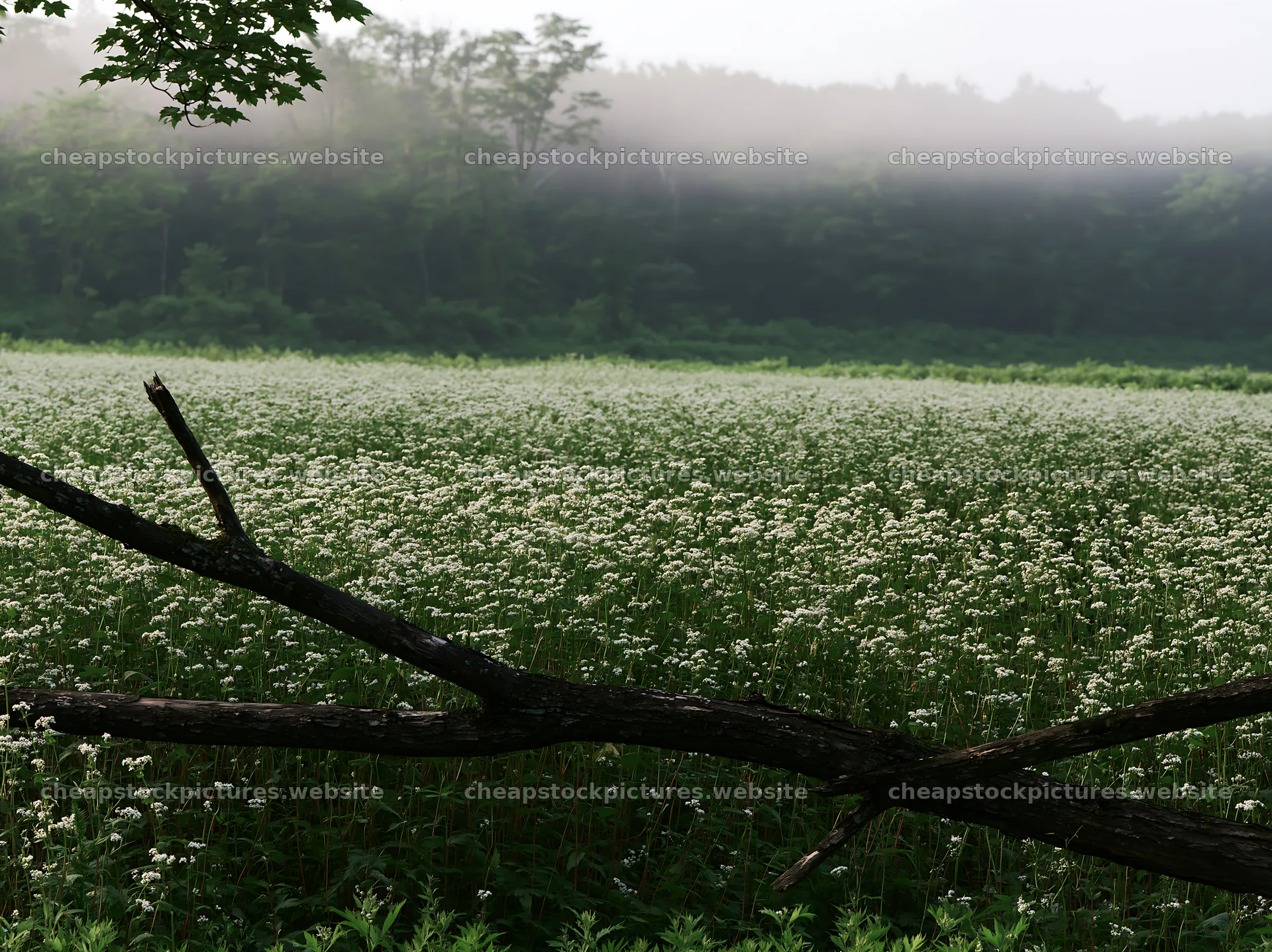 Yamagata rewilded meadow fallen branch foreground – stock pictures 9174x6866