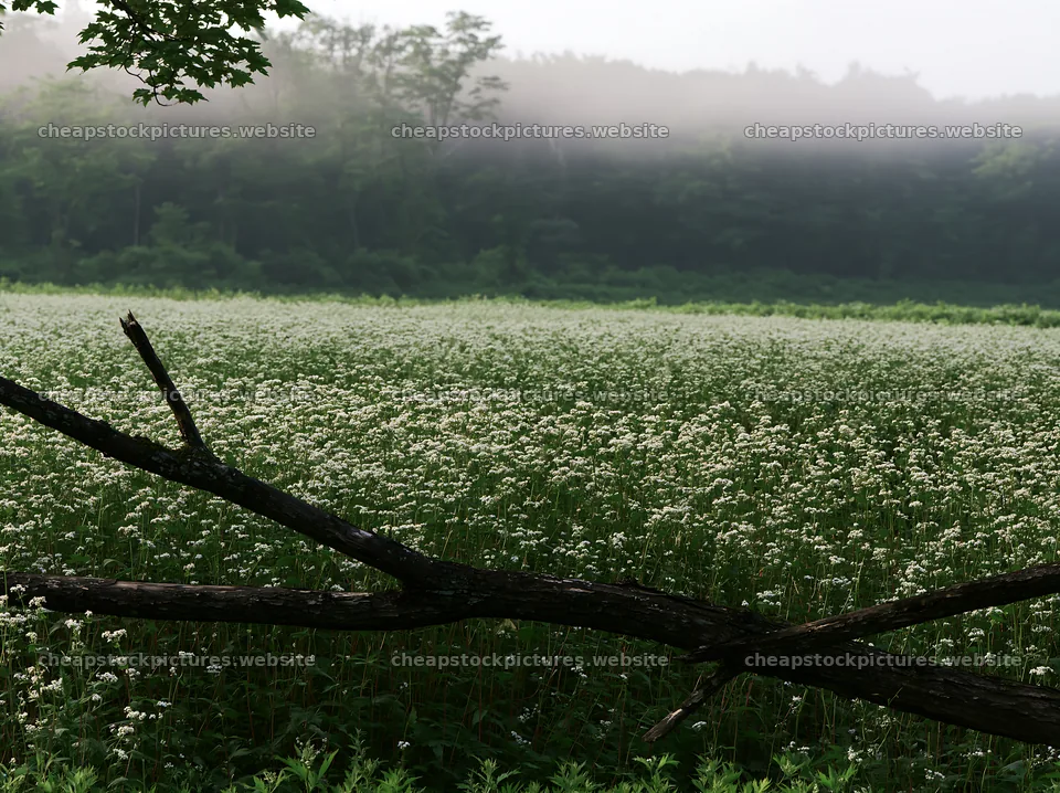 Yamagata rewilded meadow fallen branch foreground – stock pictures 9174x6866