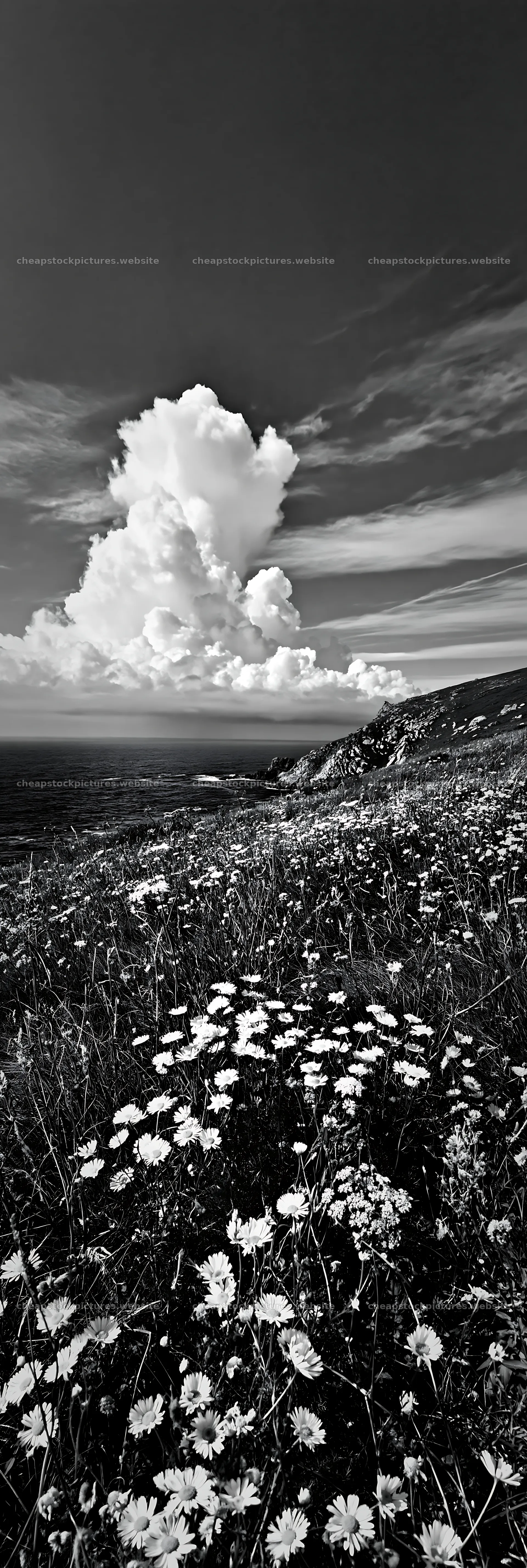 Clifftop meadow with wildflowers under a cloudy sky – stock pictures 4602x13690