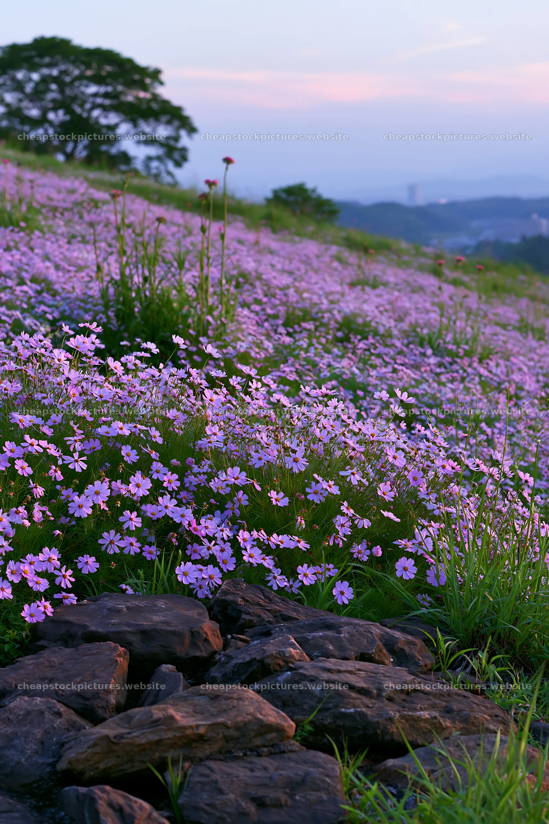 Kyoto spring wildflower meadow stone foreground – stock pictures 6480x9722