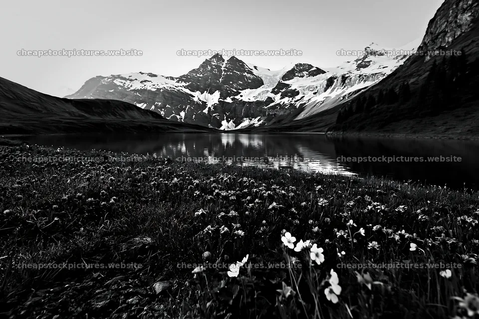 Swiss meadow beside alpine lake with wildflowers and mountains – stock pictures 9722x6480