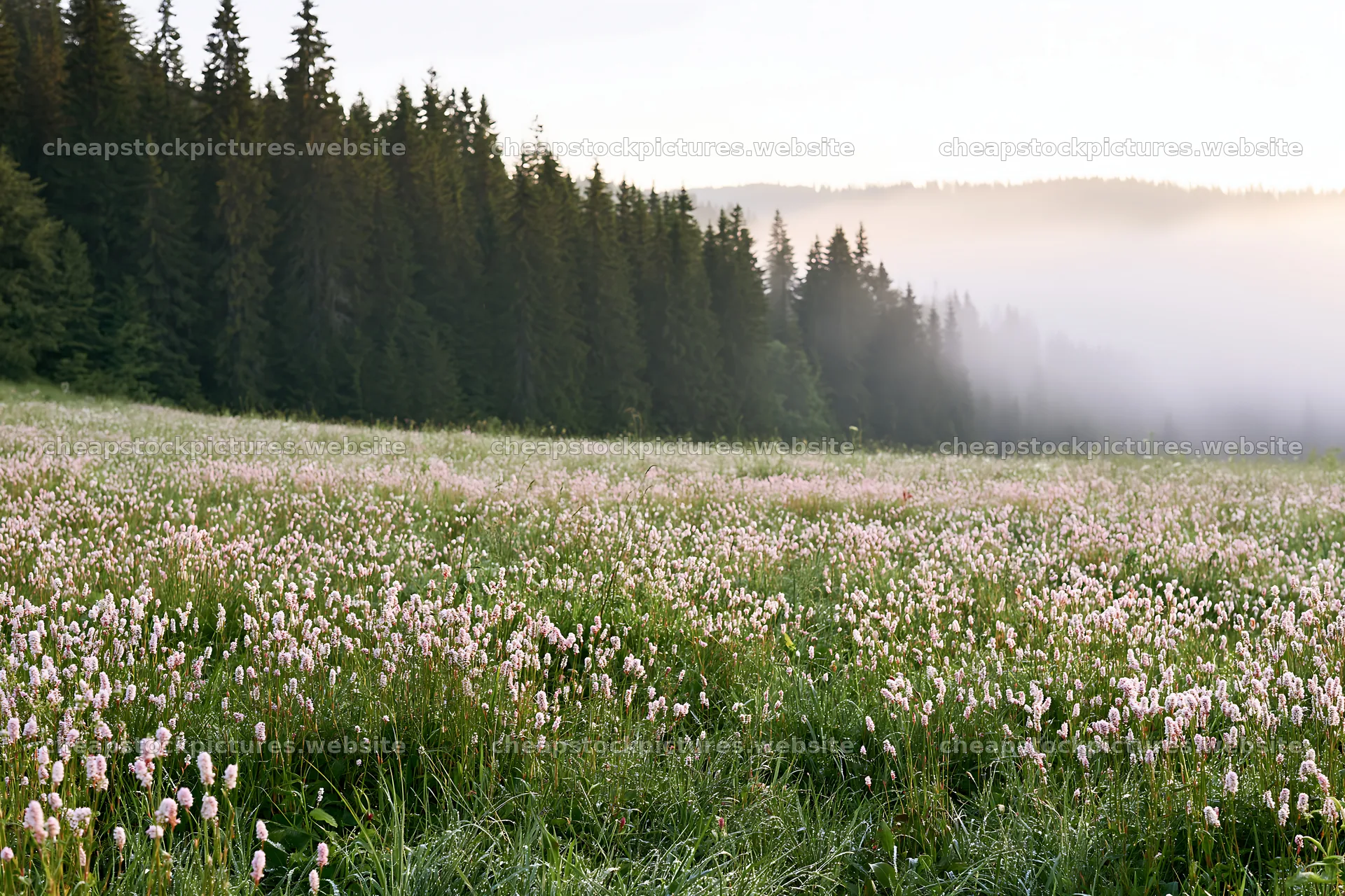 Meadow whiteout with mist and trees in the background – stock pictures 9722x6480