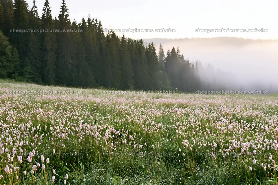 Meadow whiteout with mist and trees in the background – stock pictures 9722x6480