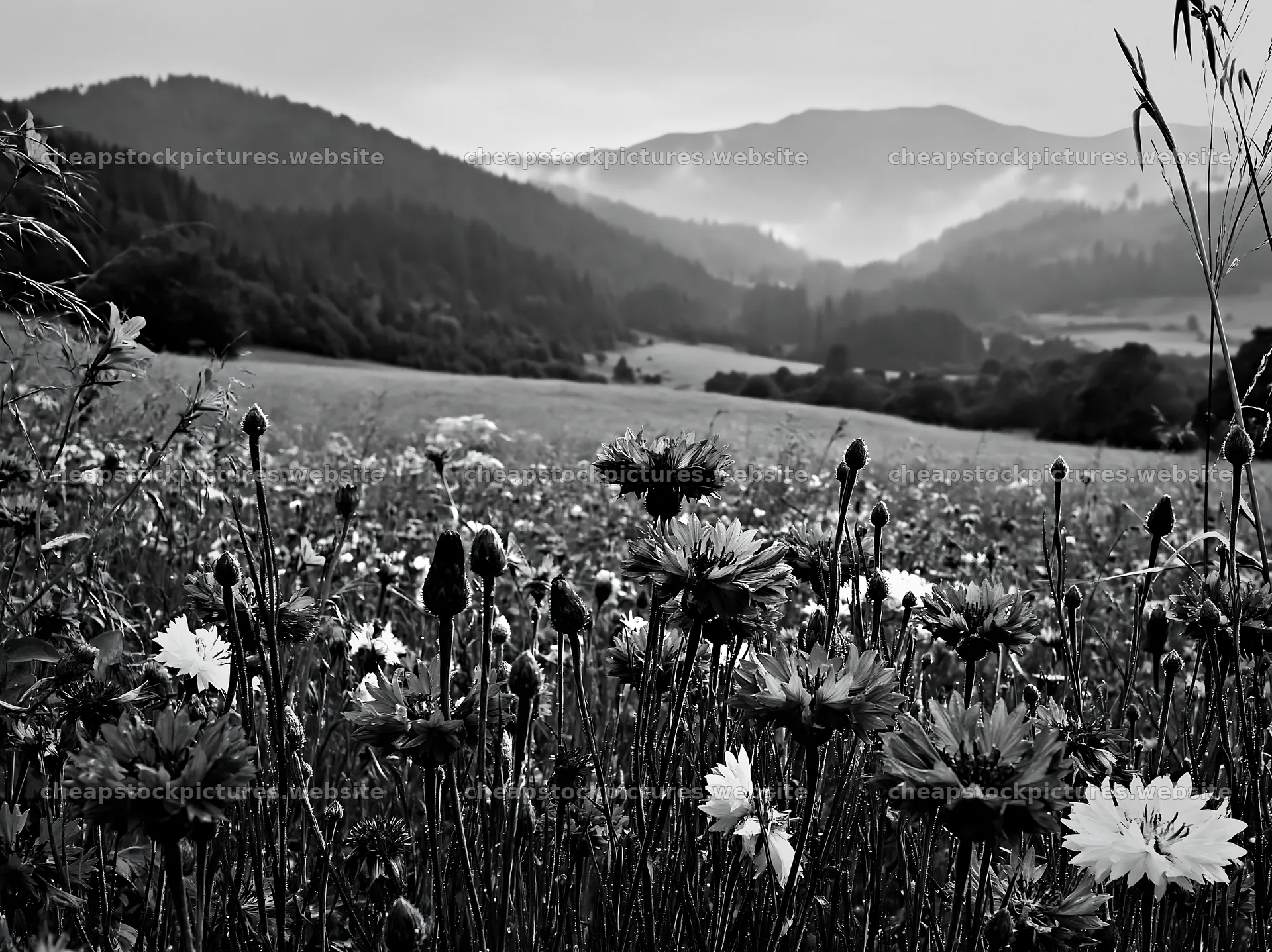 Slovak meadow in Carpathian valley with flowers – stock pictures 9174x6866