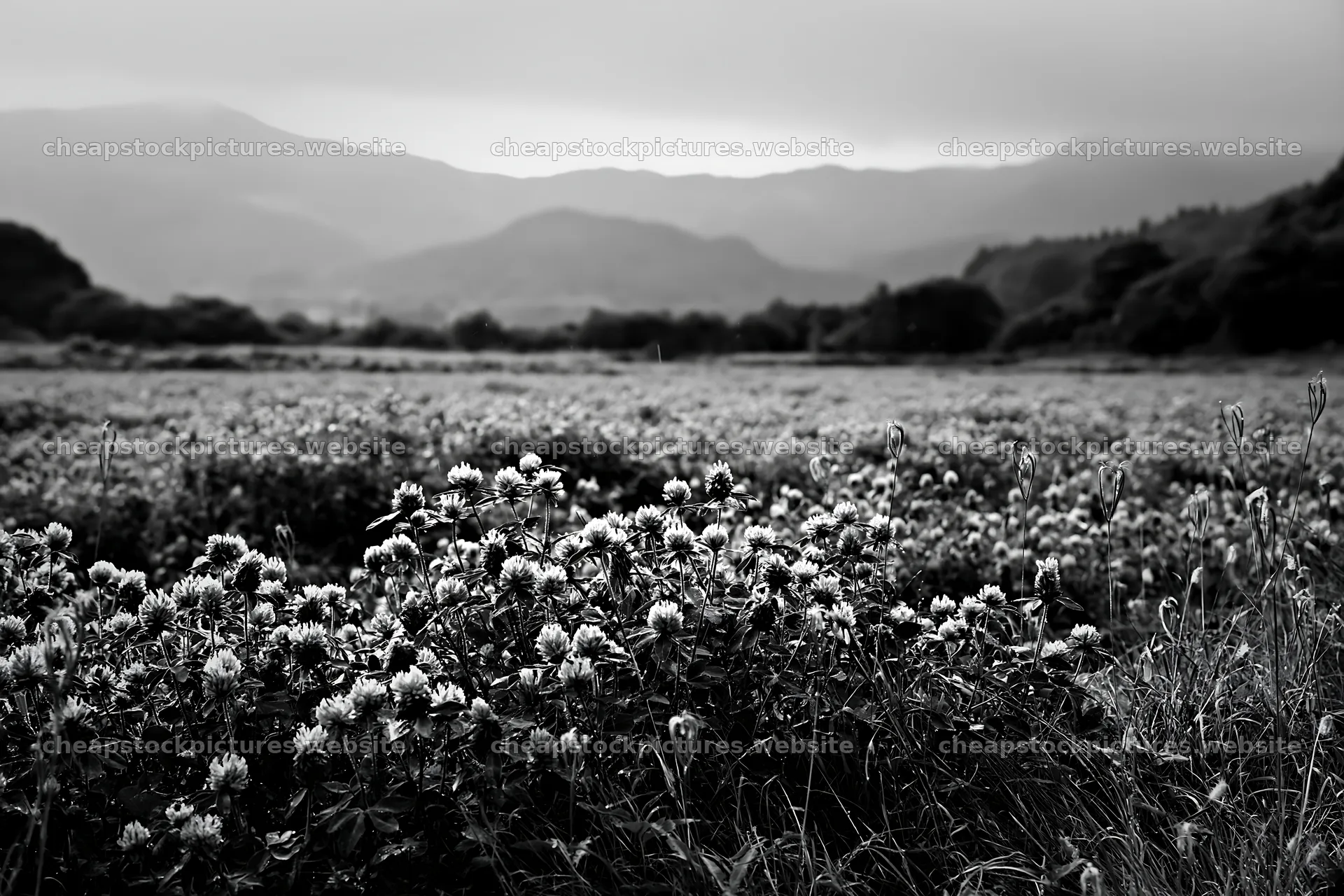 Iwate rain refreshed meadow seedhead foreground filled with flowers – stock pictures 9722x6480