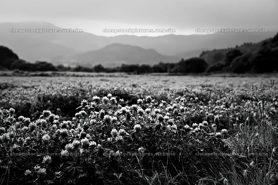 Iwate rain refreshed meadow seedhead foreground filled with flowers – stock pictures 9722x6480