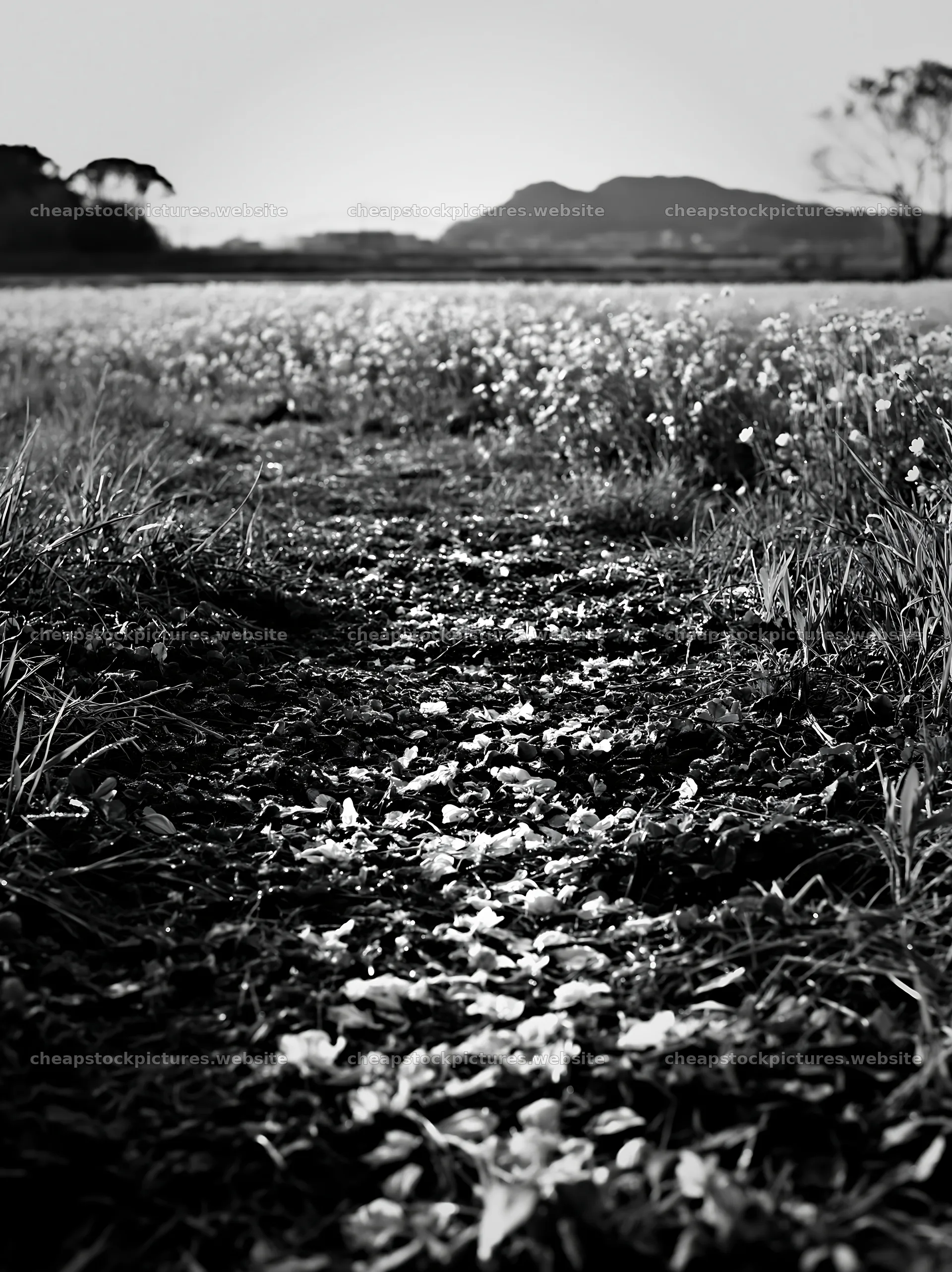 Fukuoka spring meadow with fallen blossoms and grass – stock pictures 6866x9174