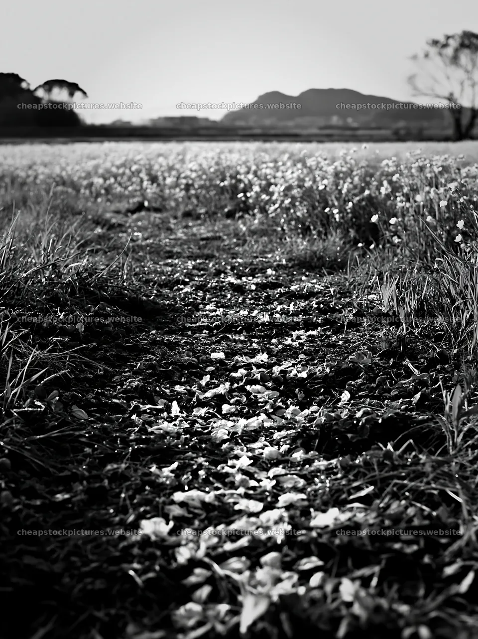 Fukuoka spring meadow with fallen blossoms and grass – stock pictures 6866x9174