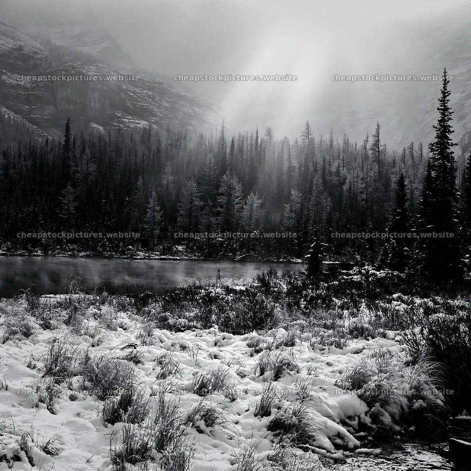 Snowy lakeside meadow with trees and fog in the background – stock pictures 7938x7938
