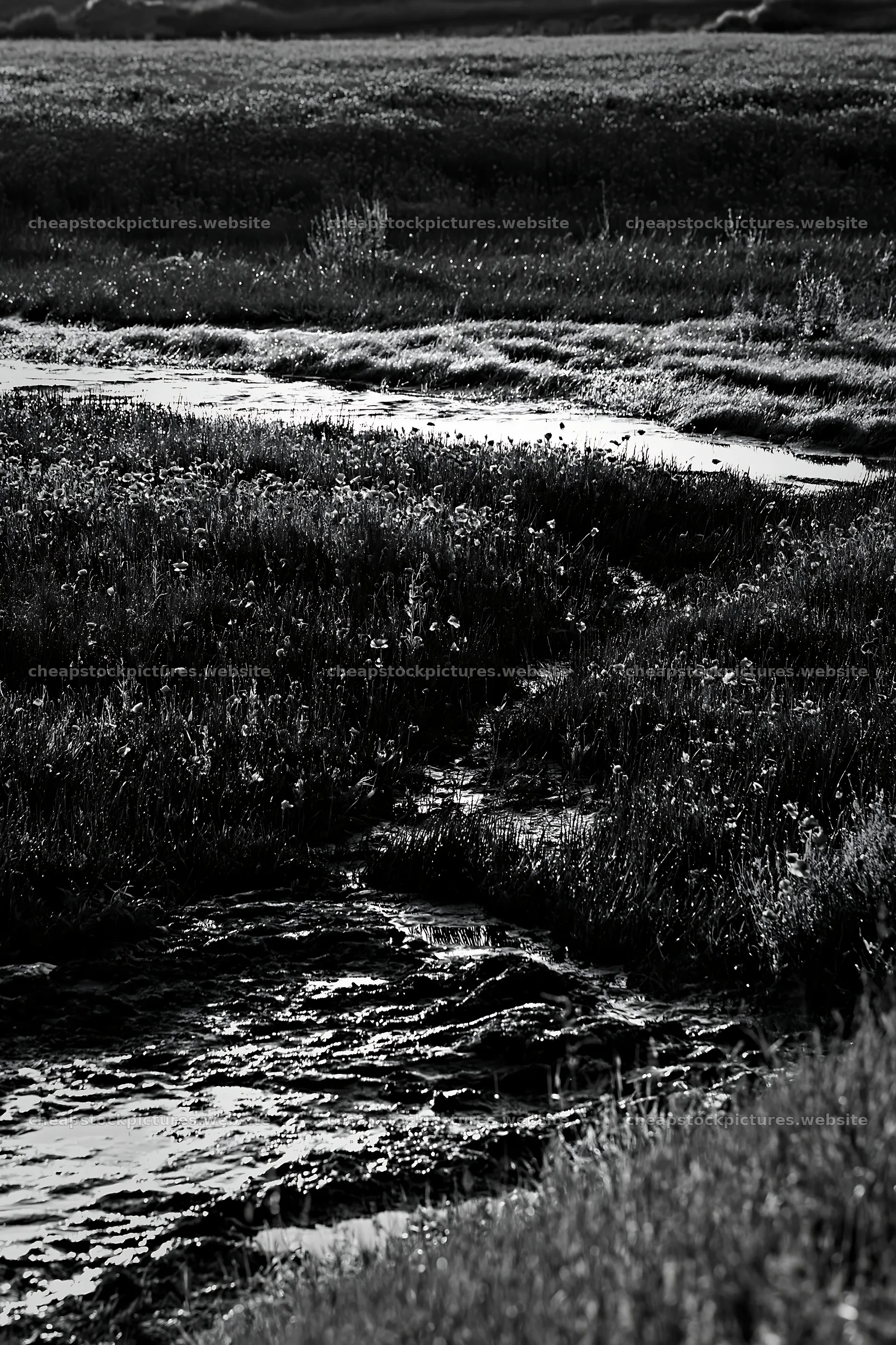 High contrast meadow with watercourse in natural setting – stock pictures 6480x9722