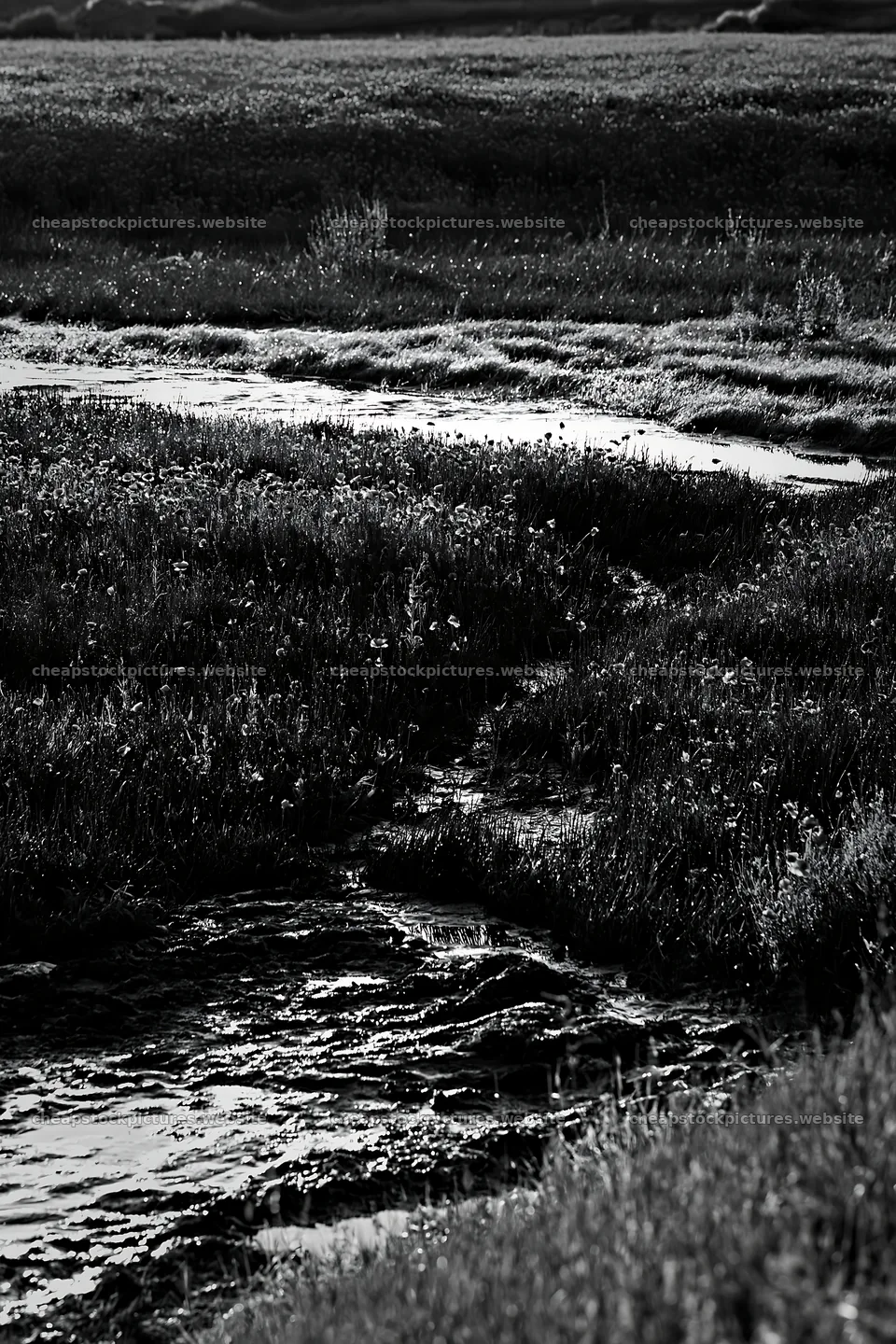 High contrast meadow with watercourse in natural setting – stock pictures 6480x9722
