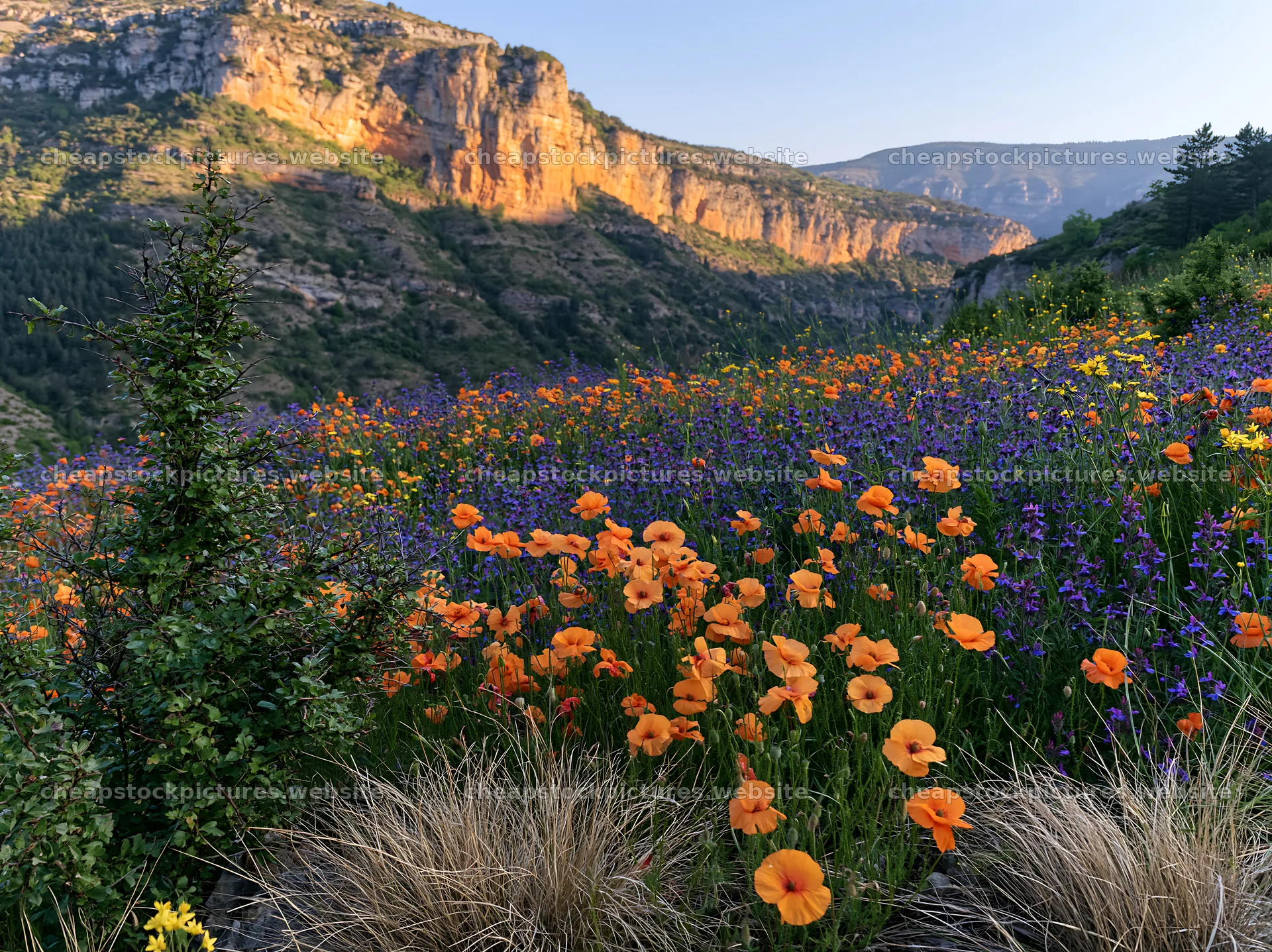 Poppy and larkspur meadow with rocky cliffs in the background – stock pictures 9174x6866