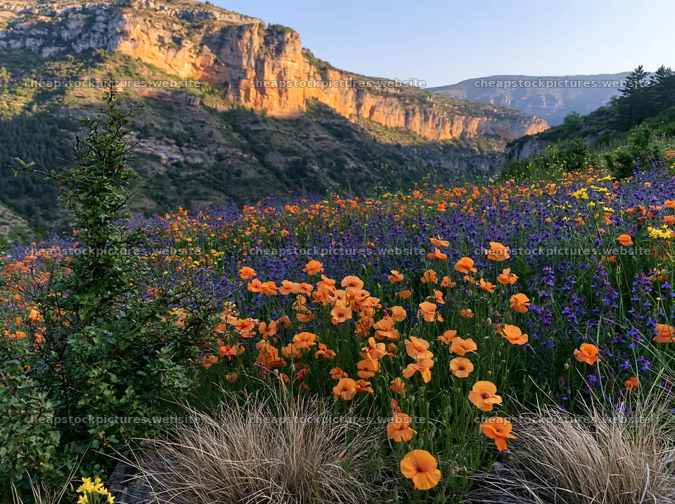 Poppy and larkspur meadow with rocky cliffs in the background – stock pictures 9174x6866