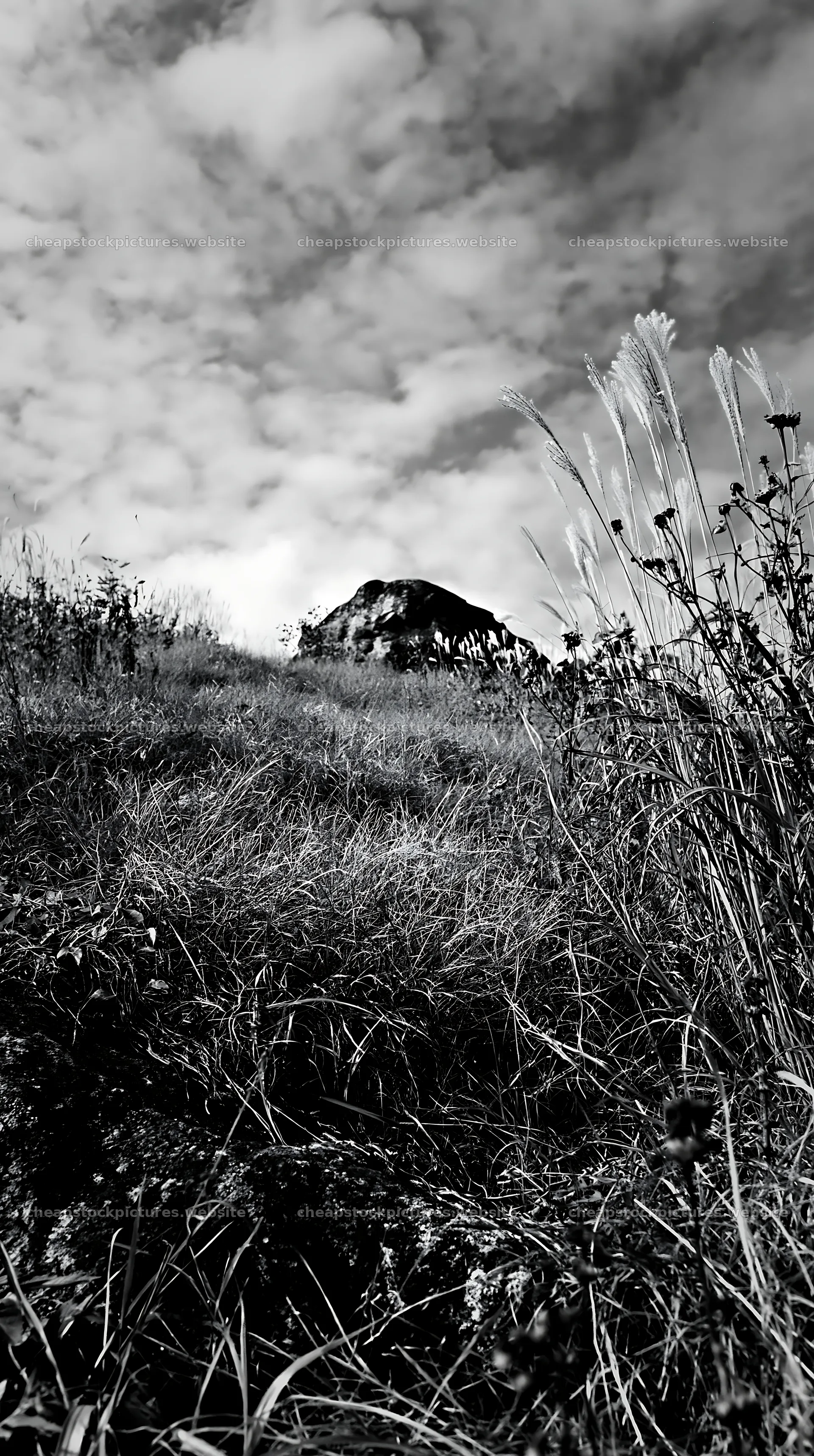 Aomori climate resilient meadow with large boulder – stock pictures 5938x10608
