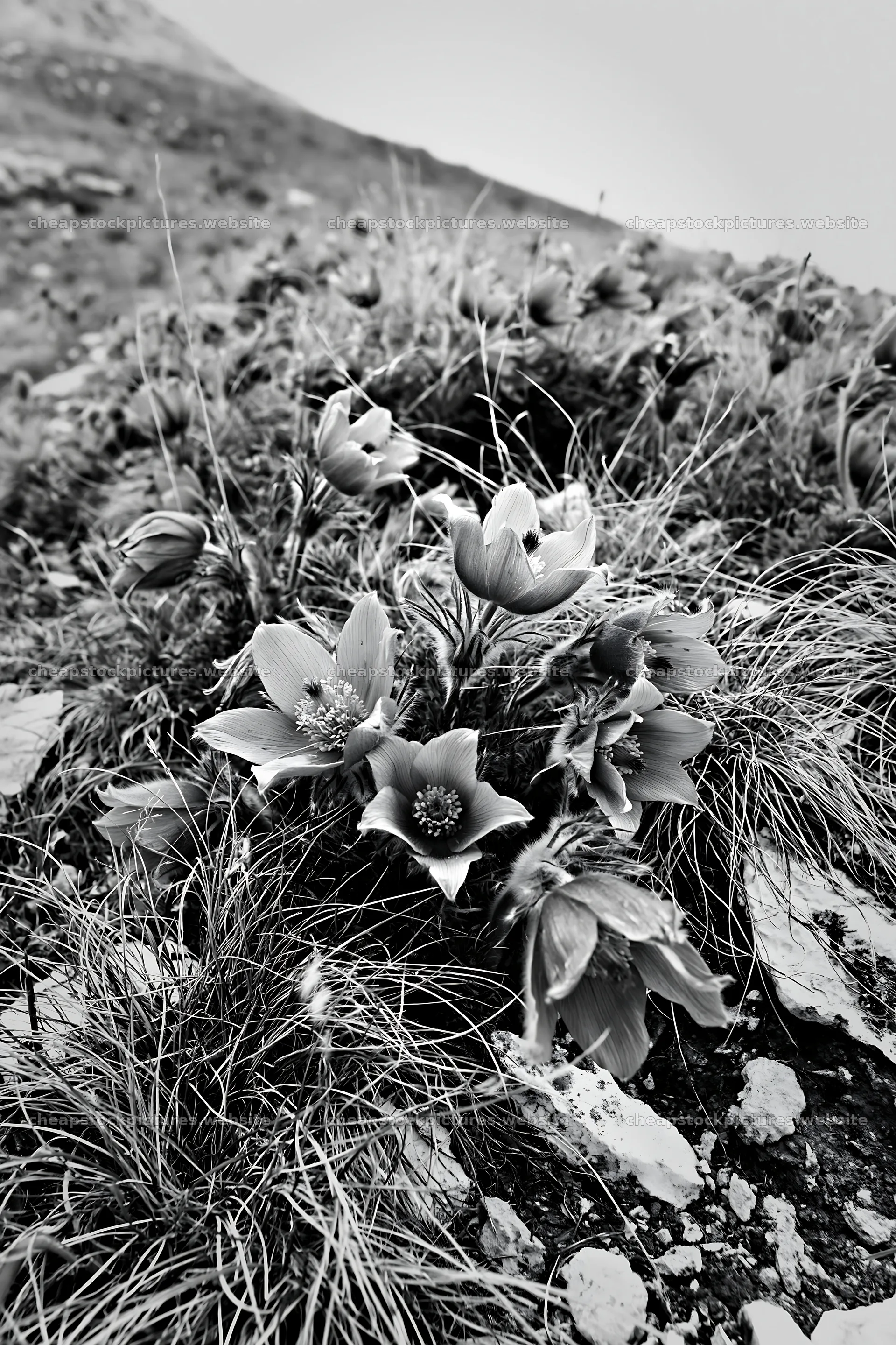 Cloudy pasque flower meadow with natural blooms – stock pictures 6480x9722