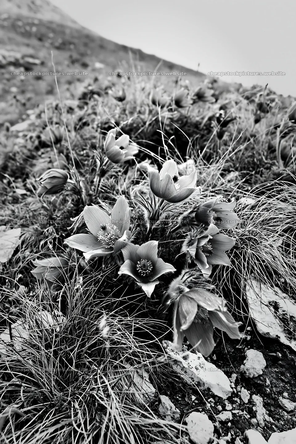 Cloudy pasque flower meadow with natural blooms – stock pictures 6480x9722