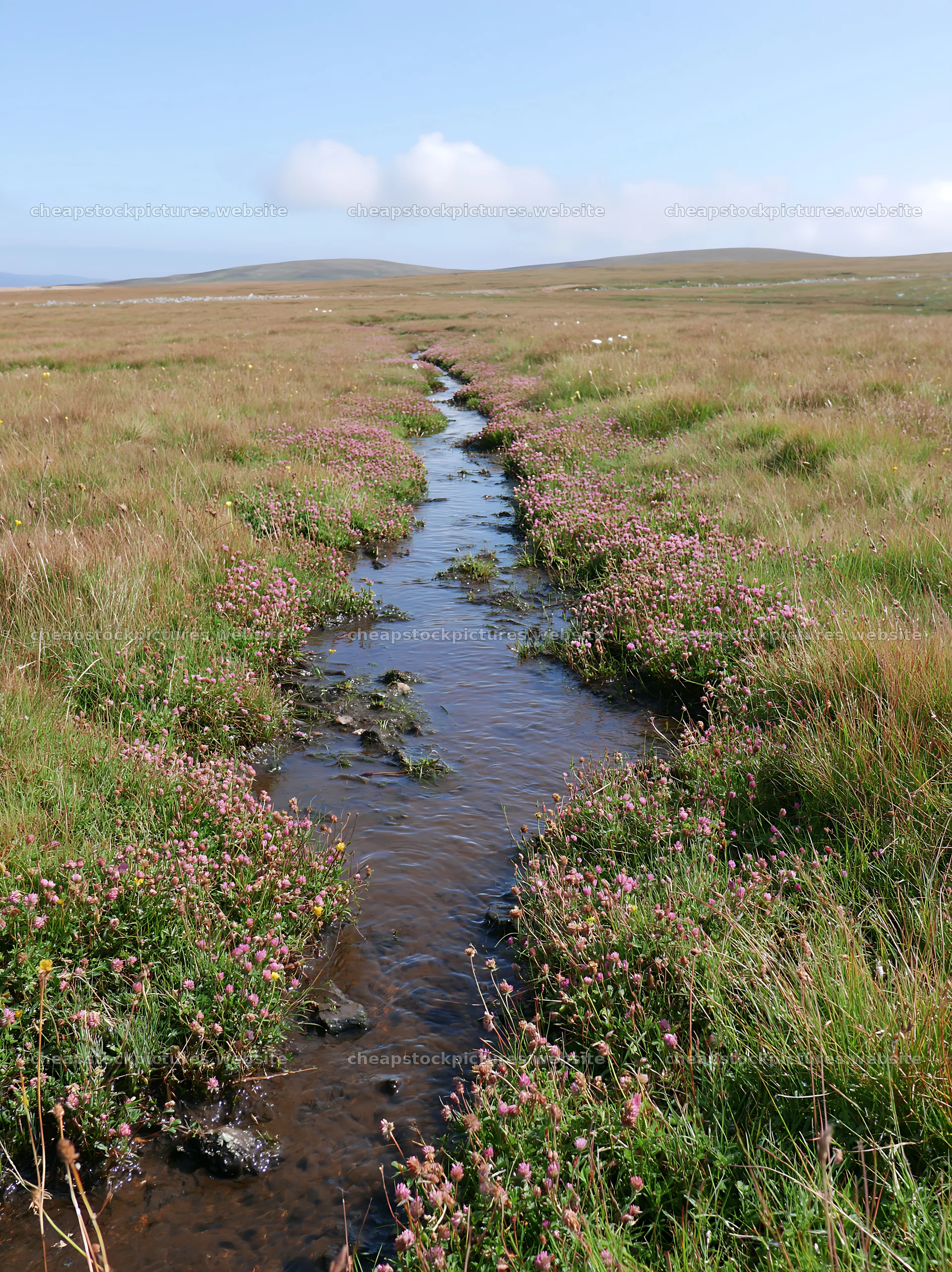 High contrast meadow with flowing water and blooming flowers – stock pictures 6866x9174