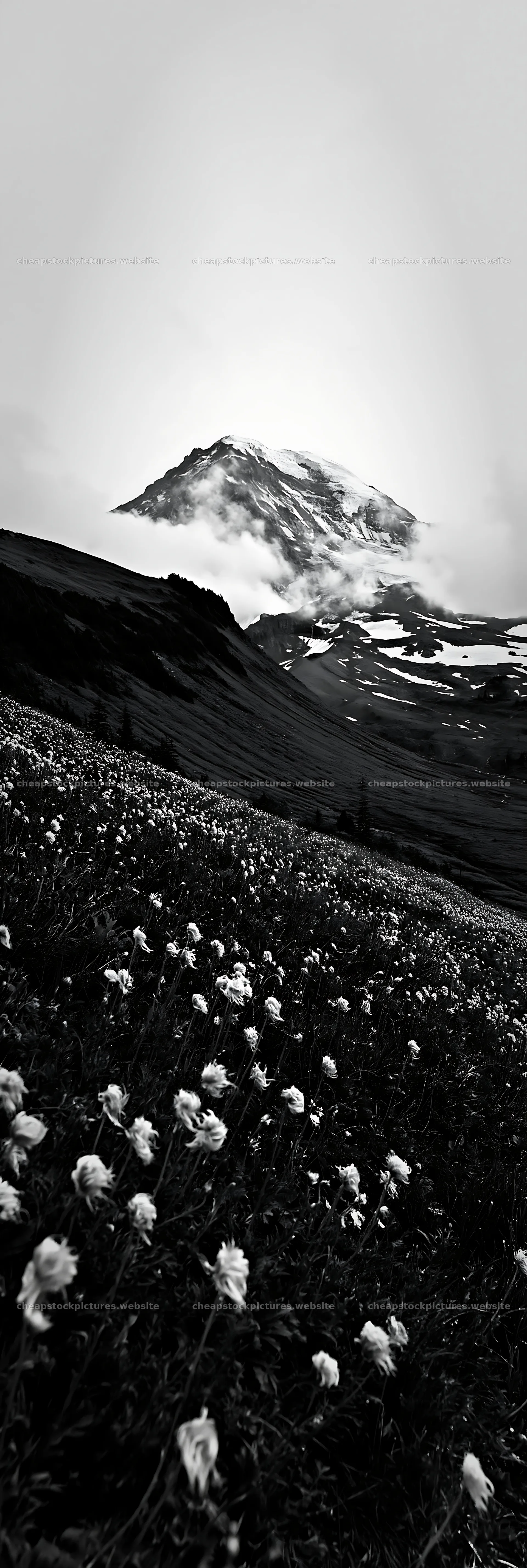 Meadow with seedheads and mountain view during overcast weather – stock pictures 4602x13690