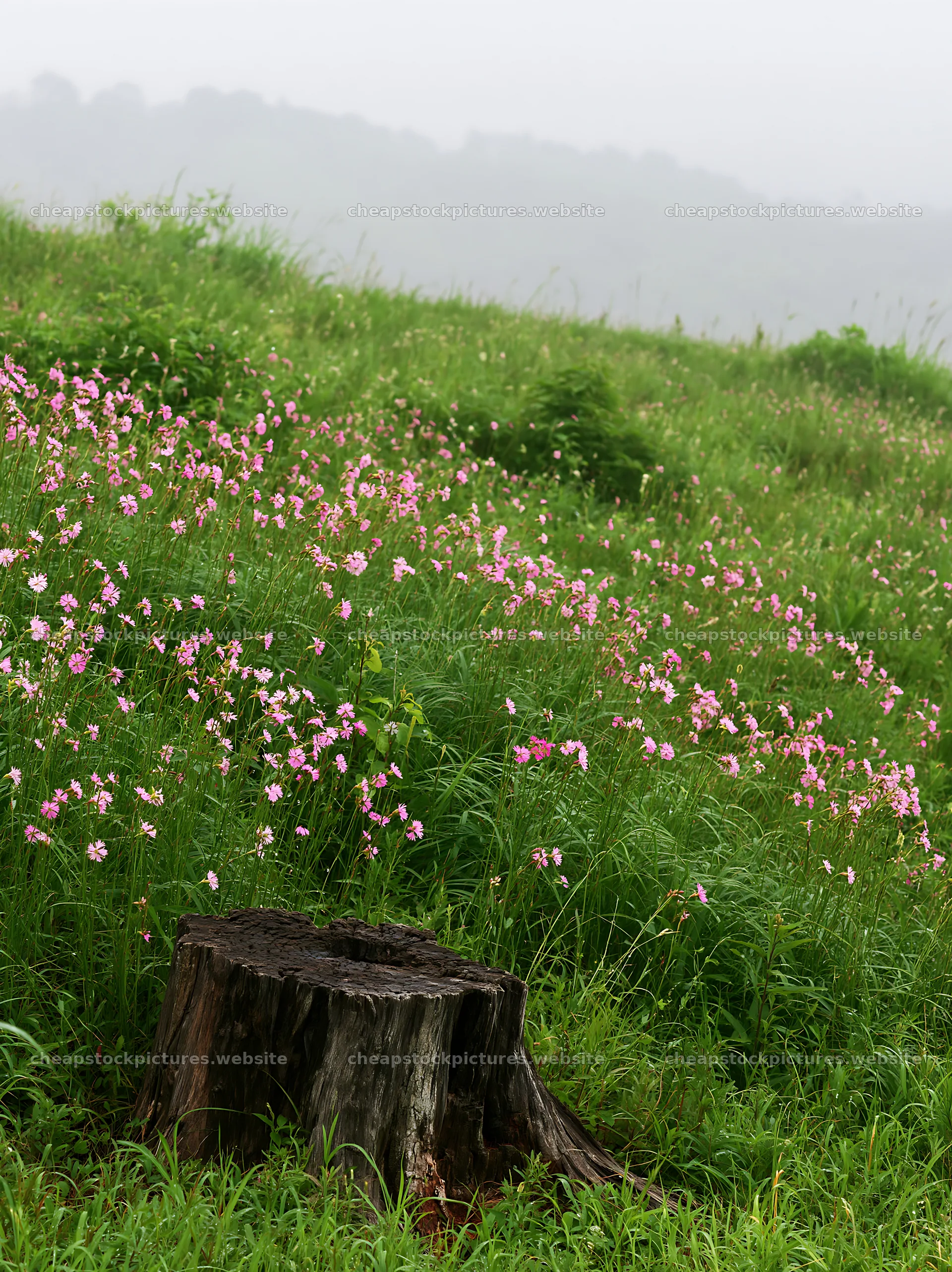 Fukushima native meadow with weathered stump – stock pictures 6866x9174