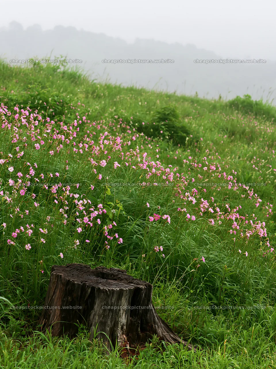 Fukushima native meadow with weathered stump – stock pictures 6866x9174
