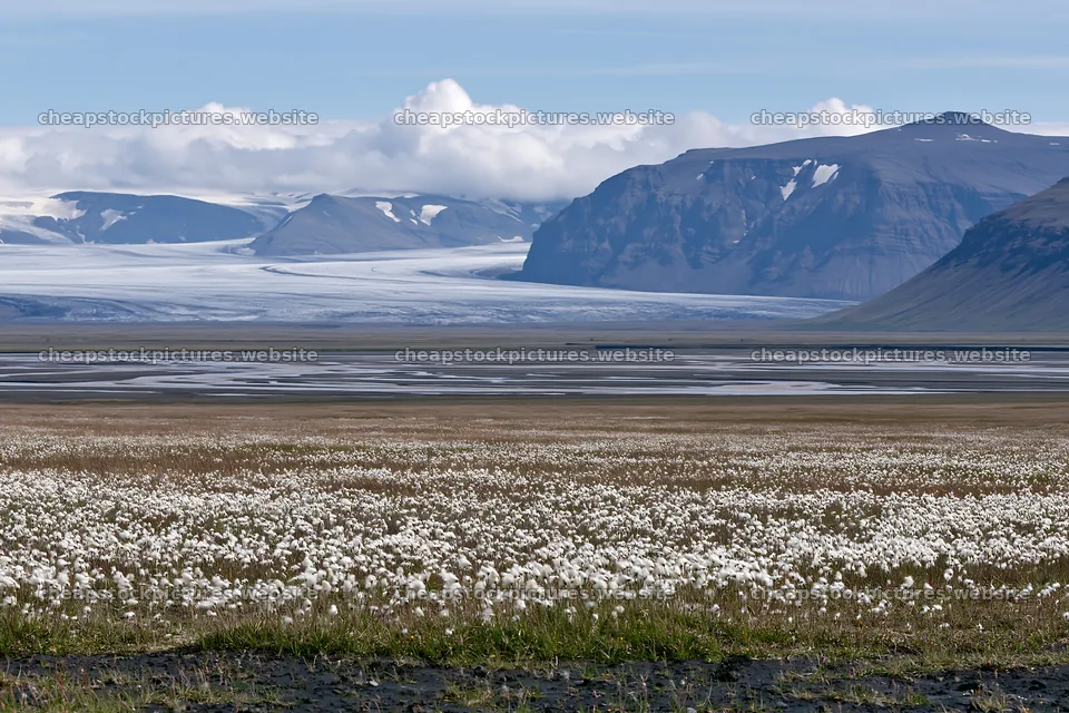Cottongrass meadow glow in a scenic landscape with mountains – stock pictures 9722x6480