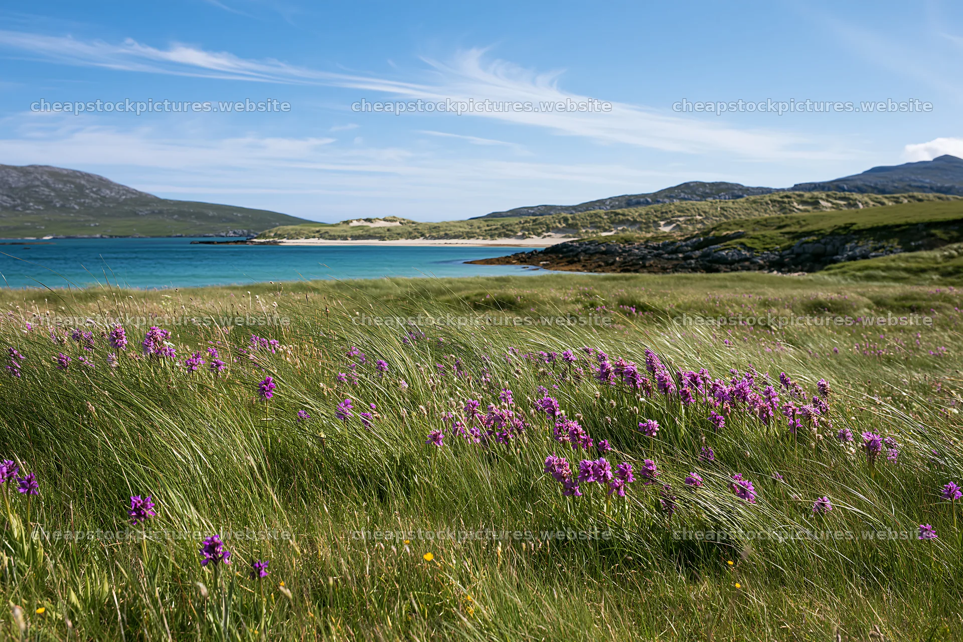 Colorful orchid meadow with ocean view and grassland – stock pictures 9722x6480