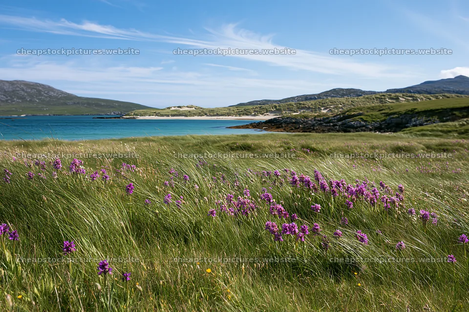 Colorful orchid meadow with ocean view and grassland – stock pictures 9722x6480