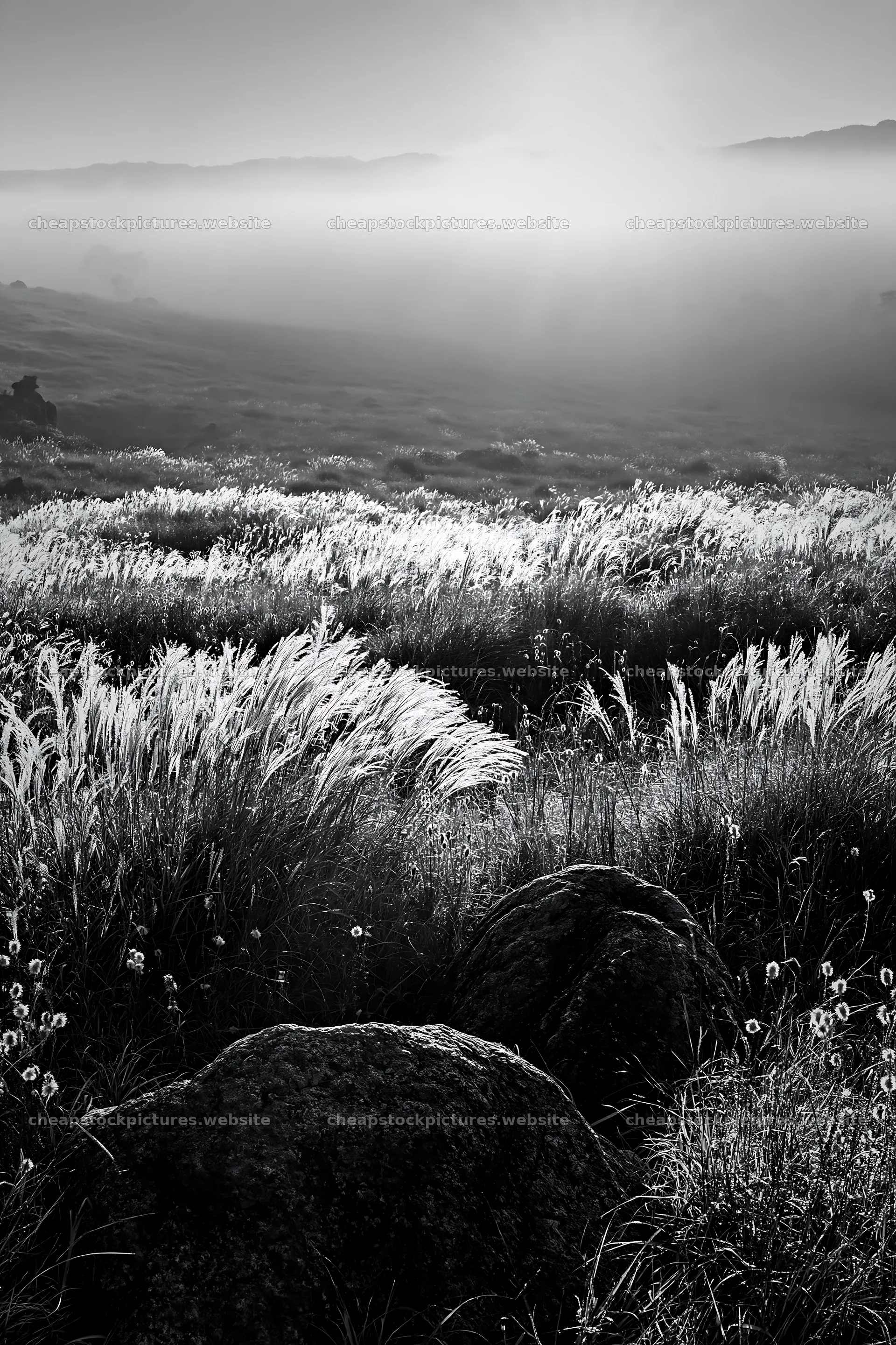 Rewilded Akita silver grass meadow with stones at dusk – stock pictures 6480x9722