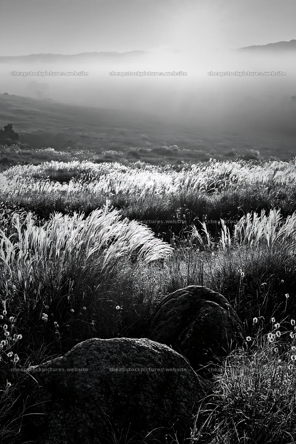 Rewilded Akita silver grass meadow with stones at dusk – stock pictures 6480x9722