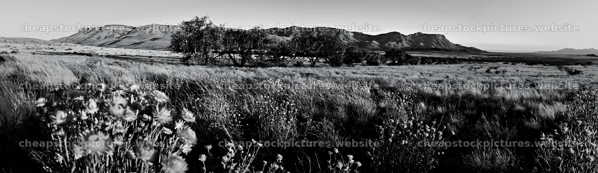 Expansive meadow with drought tolerant plants under clear sky – stock pictures 14762x4268