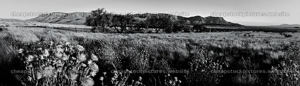 Expansive meadow with drought tolerant plants under clear sky – stock pictures 14762x4268