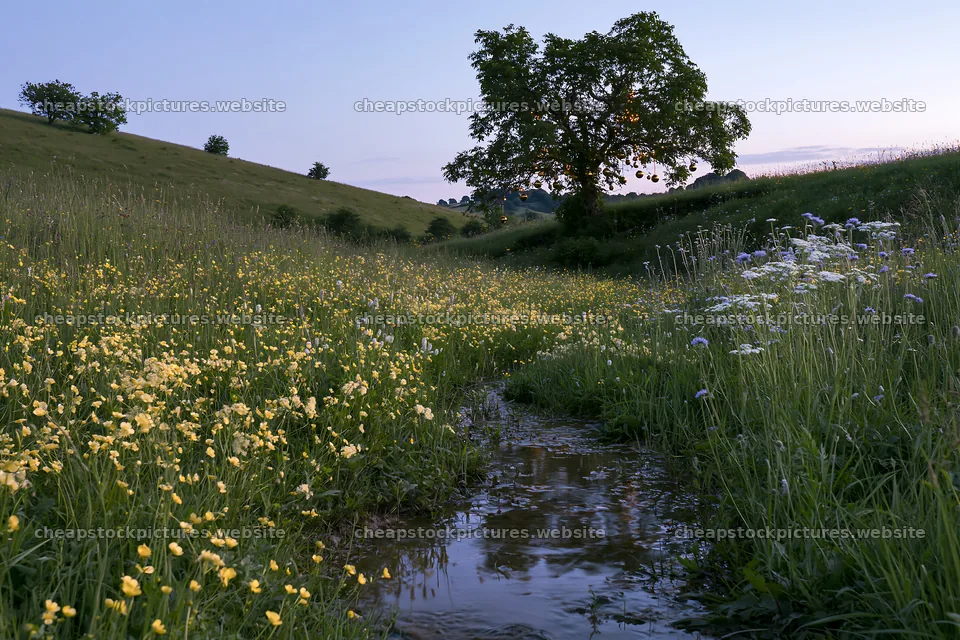 Christmas tree above stream in meadow setting – stock pictures 9722x6480