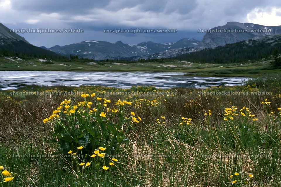 Frozen tarn meadow with yellow flowers and mountains in the – stock pictures 9722x6480