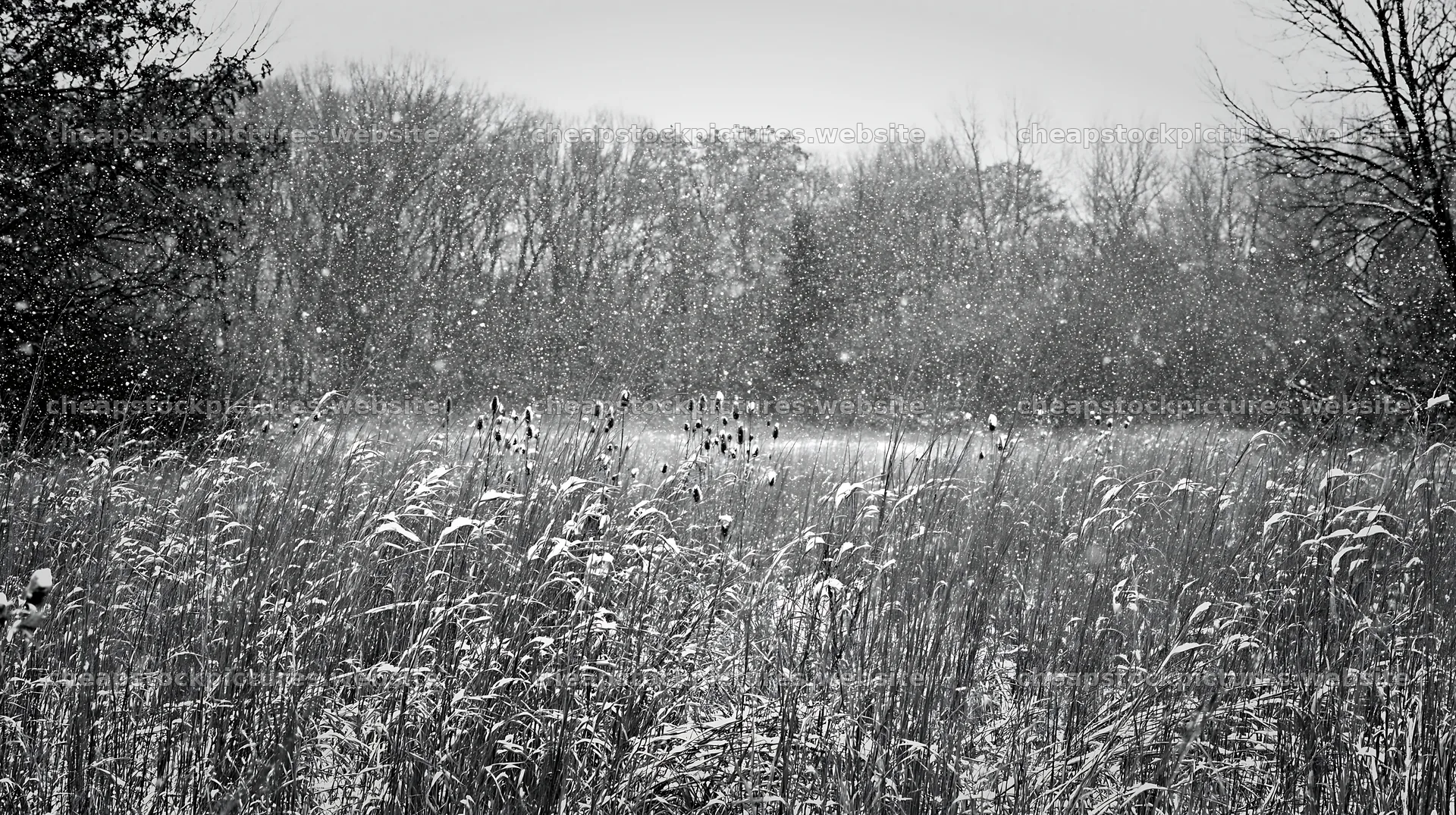 Snow falls on tall grass meadow during winter – stock pictures 10608x5938