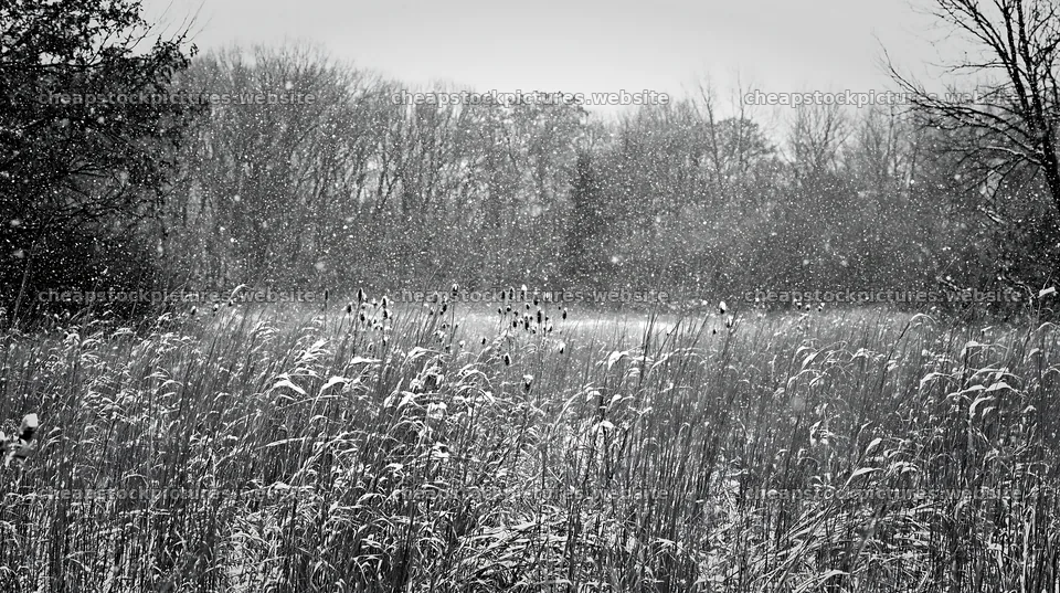 Snow falls on tall grass meadow during winter – stock pictures 10608x5938