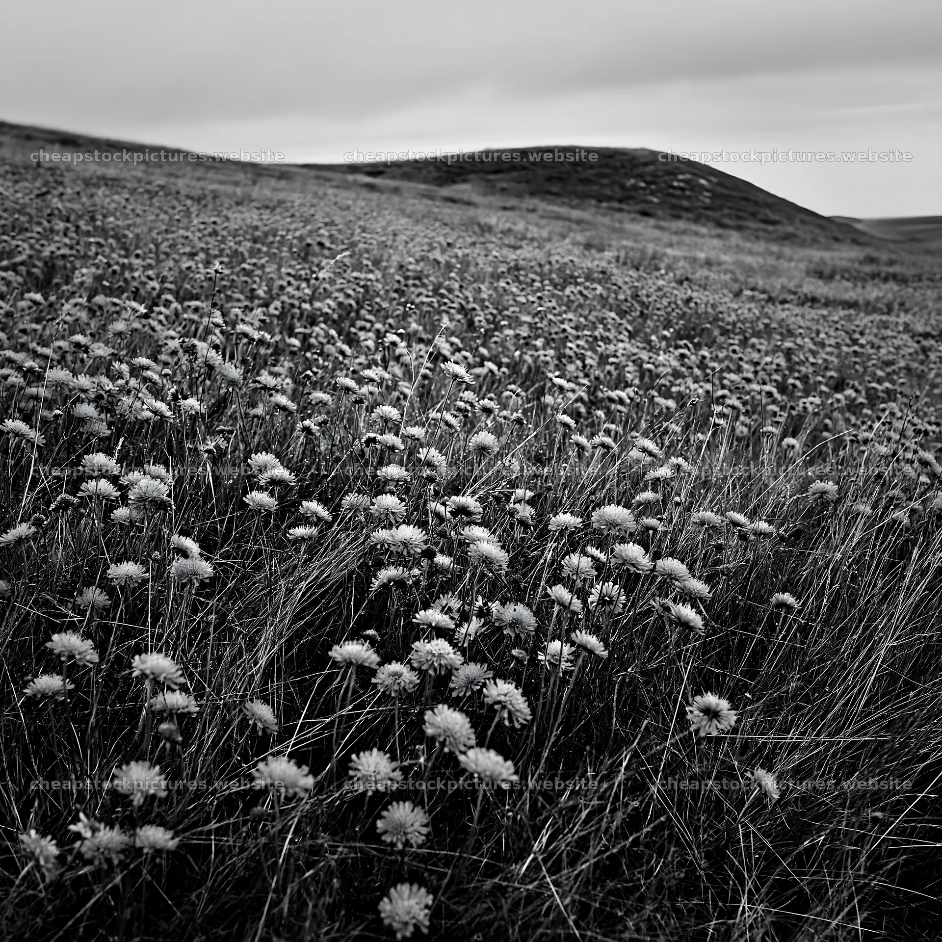 Cloudy scabious meadow on a chalk slope in black and white – stock pictures 7938x7938