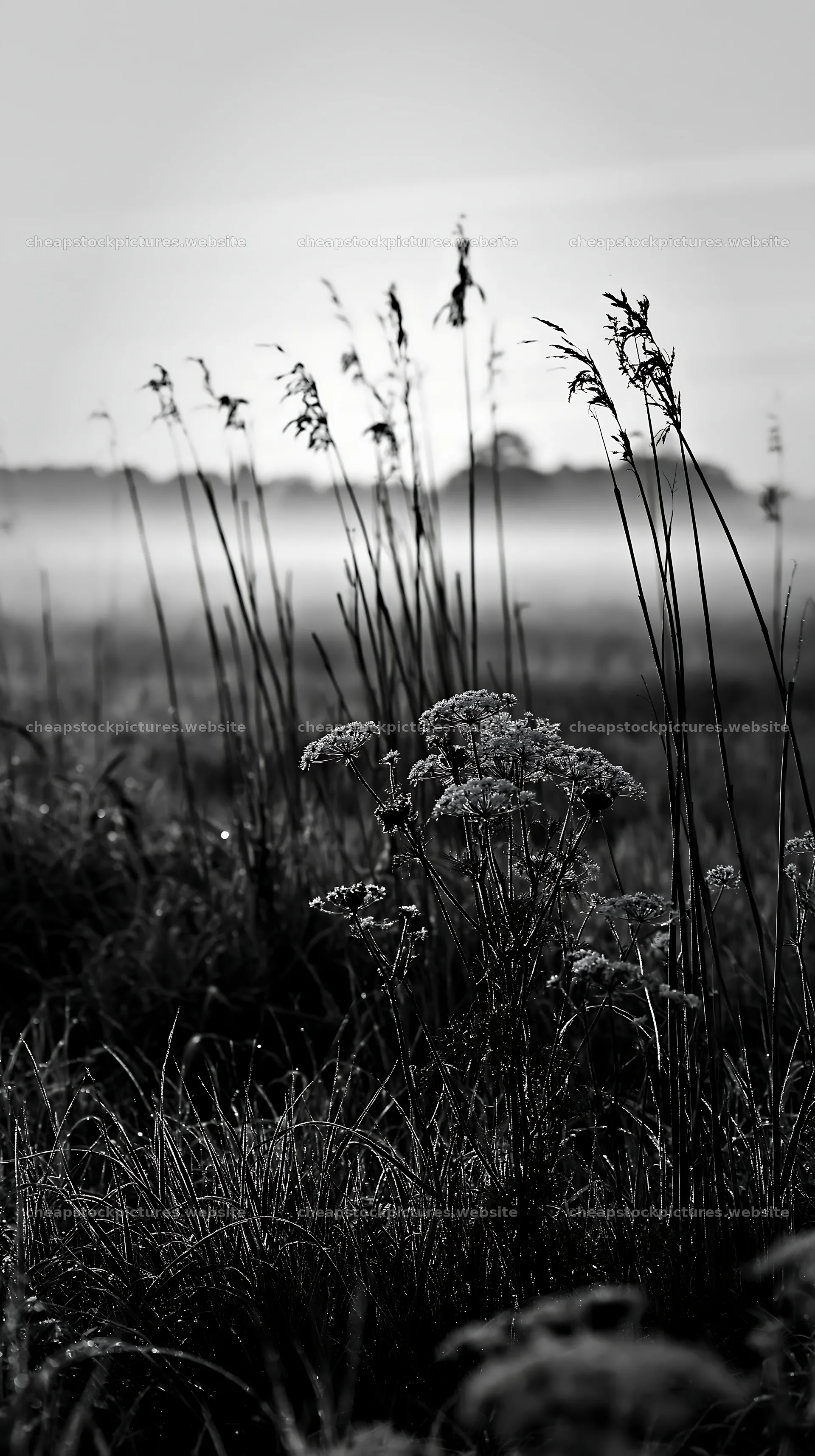 Meadow with reeds in Shiga wetland during morning fog – stock pictures 5938x10608